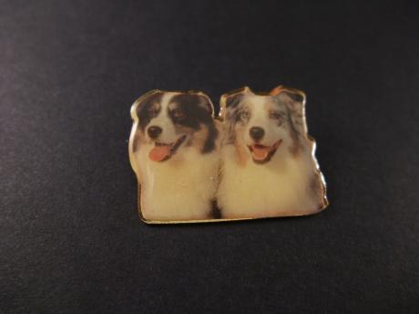 Australische herder, twee honden